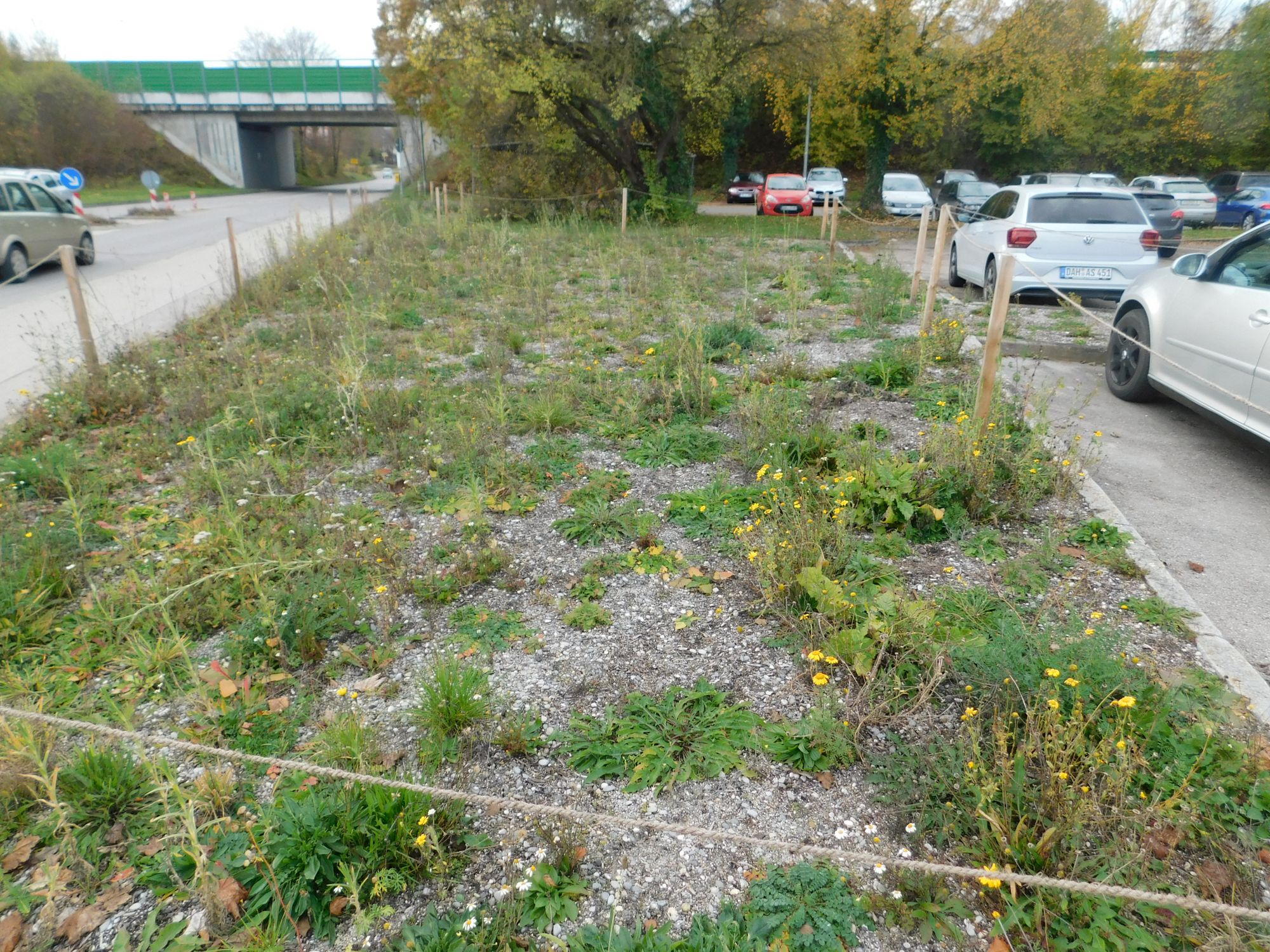 Blühfläche im November 3